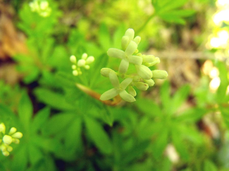 Ancora dal Gargano.- Galium odoratum